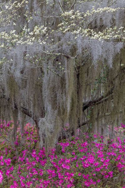 Jones, Adam 아티스트의 Flowering dogwood trees and azaleas in full bloom in spring-Bonaventure Cemetery-Savannah-Georgia작품입니다.